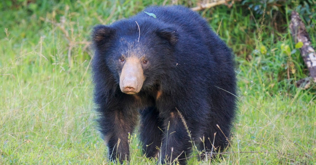 「これは子どもに見せたい」政府が公開したクマ事故防止アニメが大人も役立つと反響。声はあの芸人
