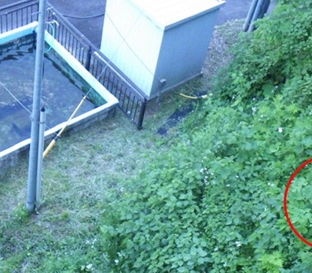 熊が草をむしゃむしゃ…「前足を器用に使う」姿が映る。敷地すぐ横に出没、国交省が現場映像を公開