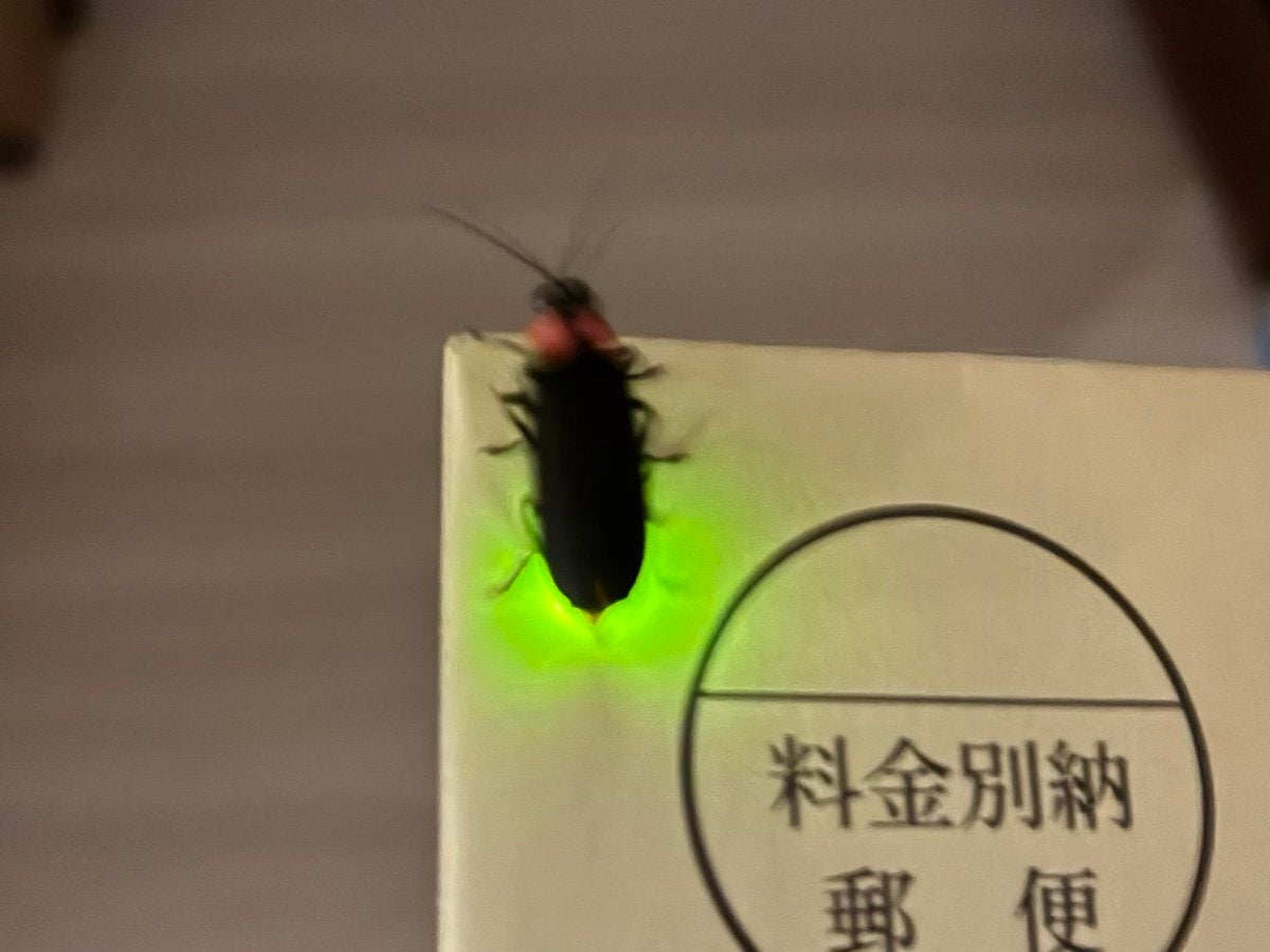郵便物に止まっていた“夏の訪問者”を発見⇨「虫の知らせ？」「縁起が良さそう」と話題に