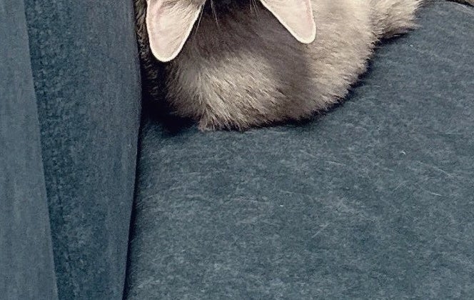 飼い主に名前を呼ばれた猫。クセのある振り向き方に「人間だったらホラーだけど…」「見たことない！」と驚愕