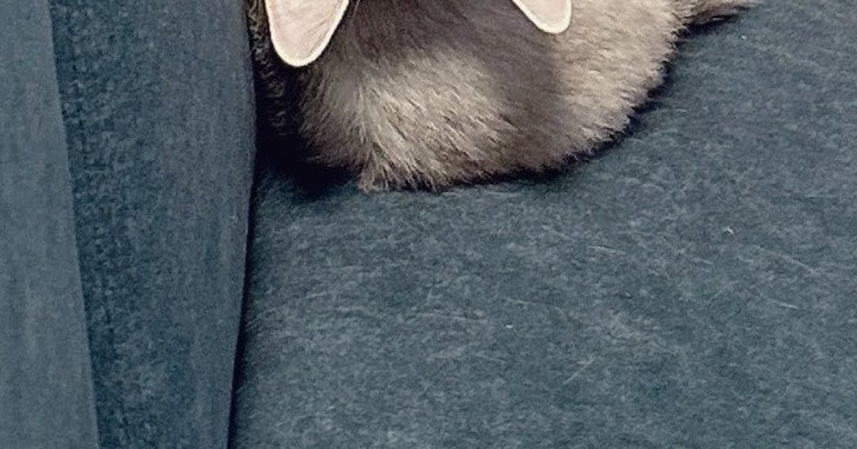 飼い主に名前を呼ばれた猫。クセのある振り向き方に「人間だったらホラーだけど…」「見たことない！」と驚愕