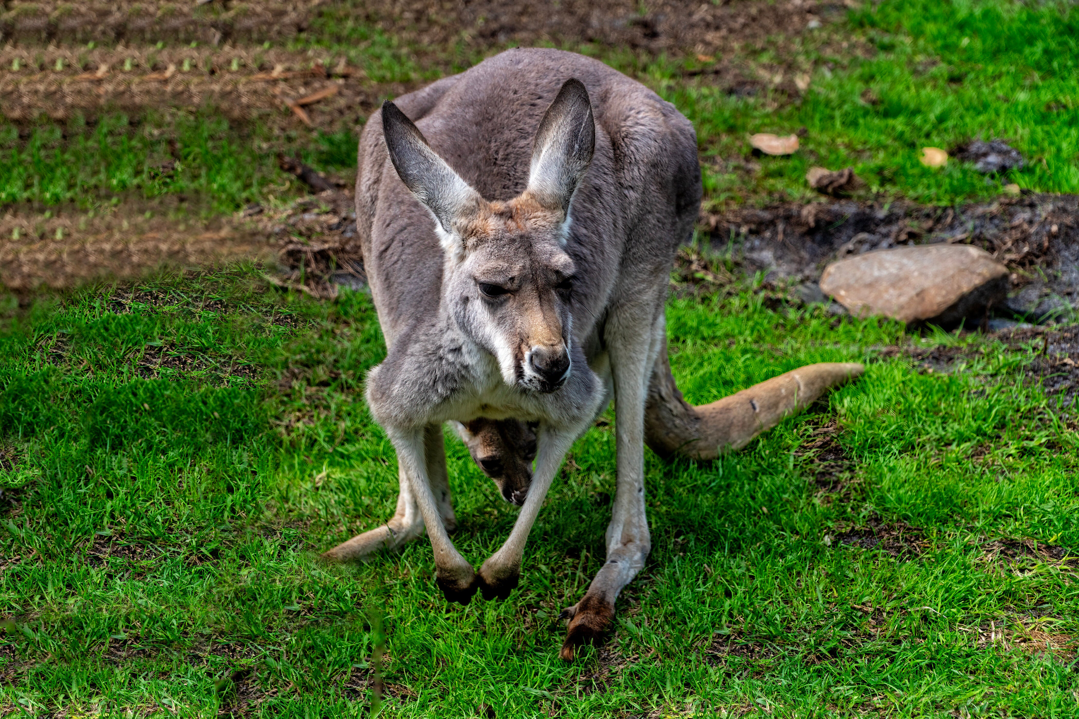 カンガルーの“無防備ポーズ”が「アントニオ猪木の寝そべり殺法」すぎた⇒「闘魂出すのやめてもらえる？」の声