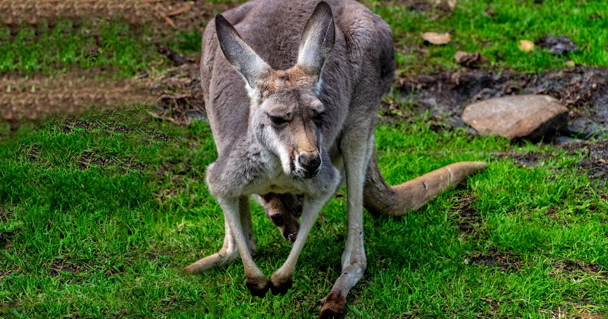 カンガルーの“無防備ポーズ”が「アントニオ猪木の寝そべり殺法」すぎた⇒「闘魂出すのやめてもらえる？」の声