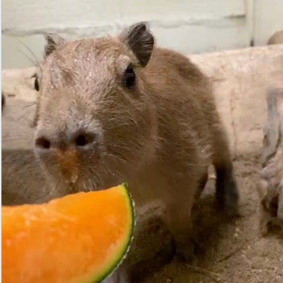 カピバラの赤ちゃんにメロンをあげたらこうなる。突然の展開に「自然の厳しさ…」「弱肉強食の世界」の声