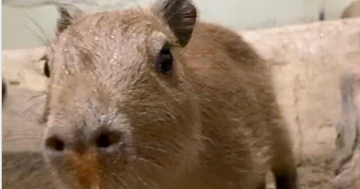 カピバラの赤ちゃんにメロンをあげたらこうなる。突然の展開に「自然の厳しさ…」「弱肉強食の世界」の声