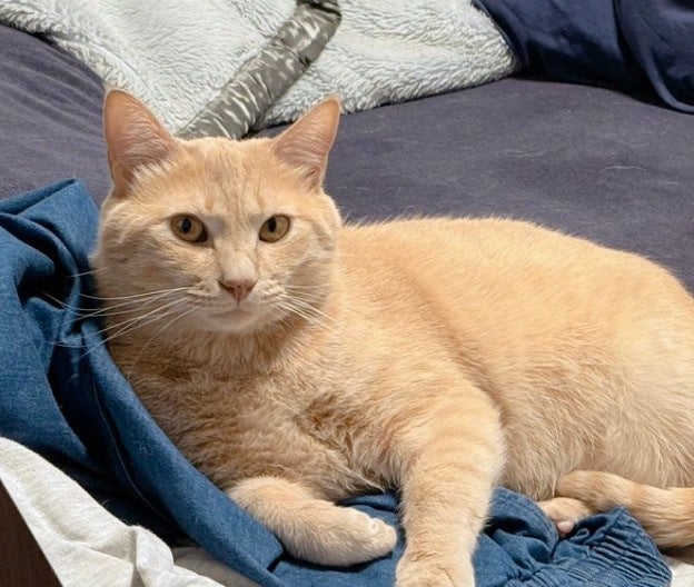 水を飲む猫、まるで“立ち食いそば店”にいるみたい⇨「お行儀良い」「お手々かわいい」