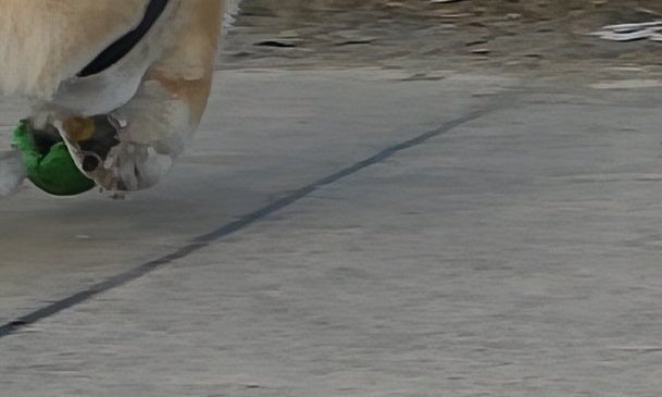 愛犬のボール遊びを撮ったはずなのに…⇒奇跡の1枚に「かろうじて犬」「ボールにw」と爆笑