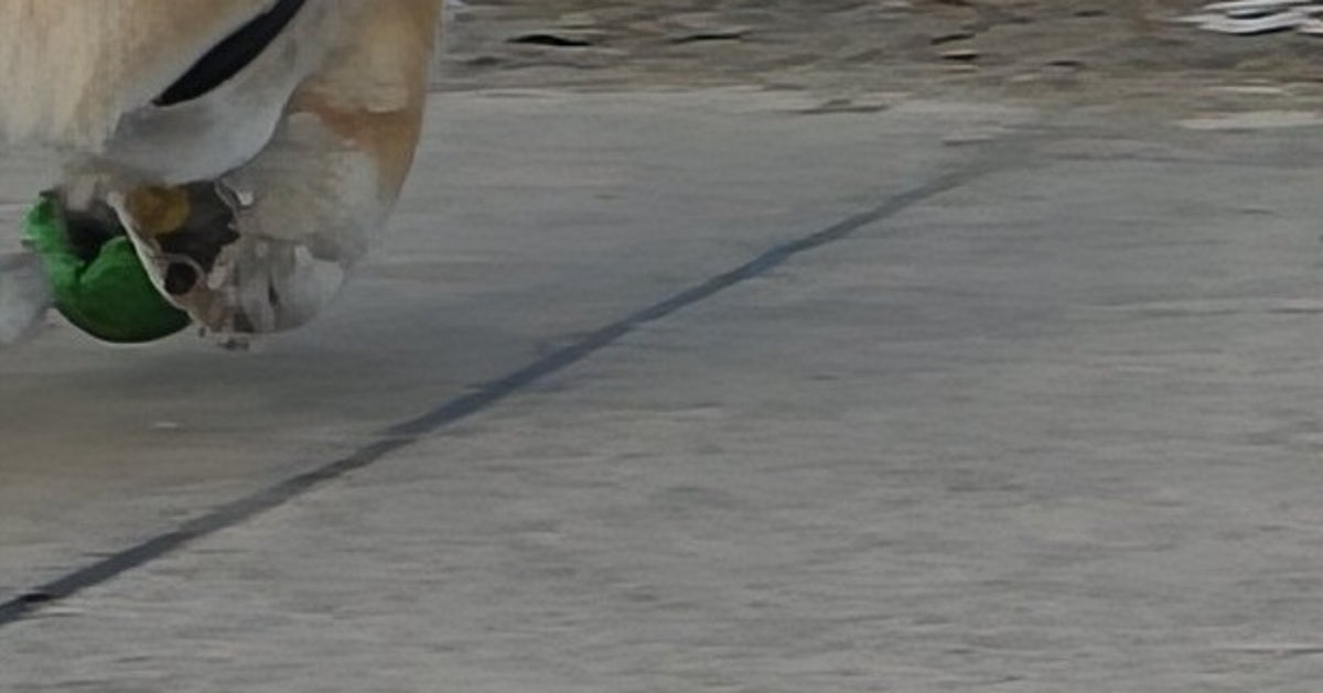 愛犬のボール遊びを撮ったはずなのに…⇒奇跡の1枚に「かろうじて犬」「ボールにw」と爆笑