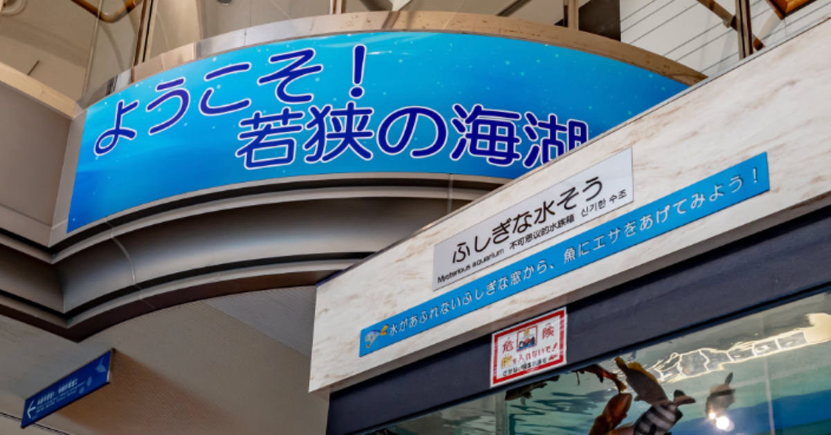 福井・若狭にある無料の水族館が話題⇨地元の海の生き物と触れ合えて「子どもから大人まで楽しめる！」
