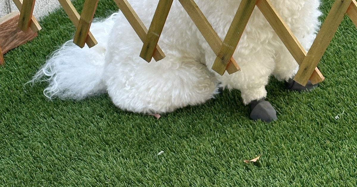 「早く庭に入りたい」愛犬⇨顔が柵に食い込む様子に「刺さってる」「AIのバグかと思った」とネット爆笑