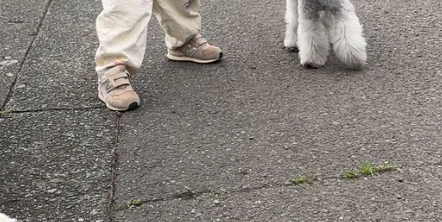 愛犬2匹の散歩に挑む3歳児、困惑の立ち往生⇨「リード離さないの偉い」「人生の壁と向き合った」の声
