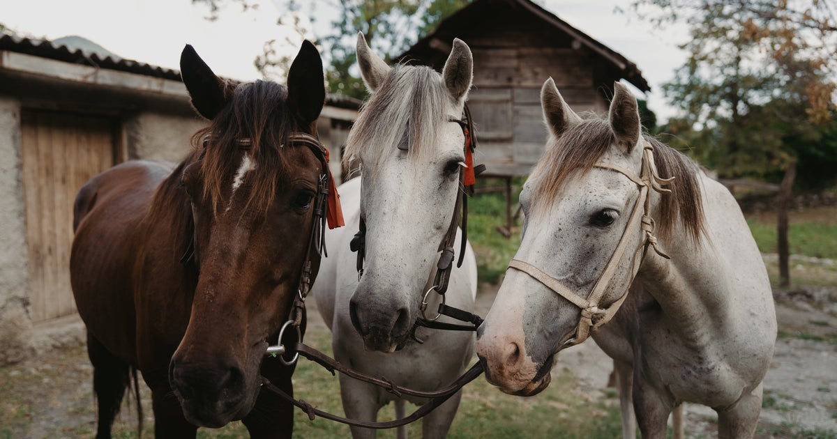 Teen Girl Accused Of Stabbing 3 Horses At Las Vegas Barn