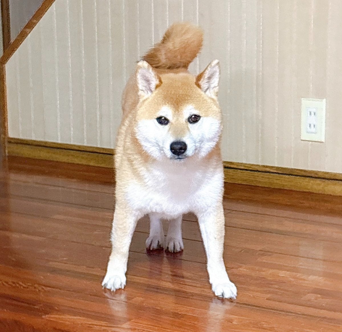 どうしてこうなった？柴犬の“不思議な立ち方”が「謎の気をつけ」「前脚立て伏せ」っぽい