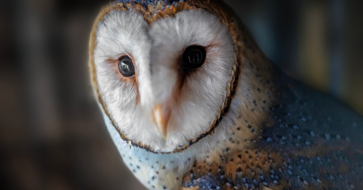 フクロウが突然見せた“謎の行動”に驚きの声⇨貴重な瞬間に「初めて見た」「なかなか大きい」