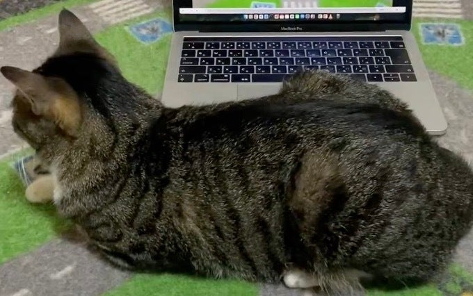 “無限ループする猫”にジョジョの最強スタンドを思い出す人続出。デジタル機器を駆使したアイデアに反響
