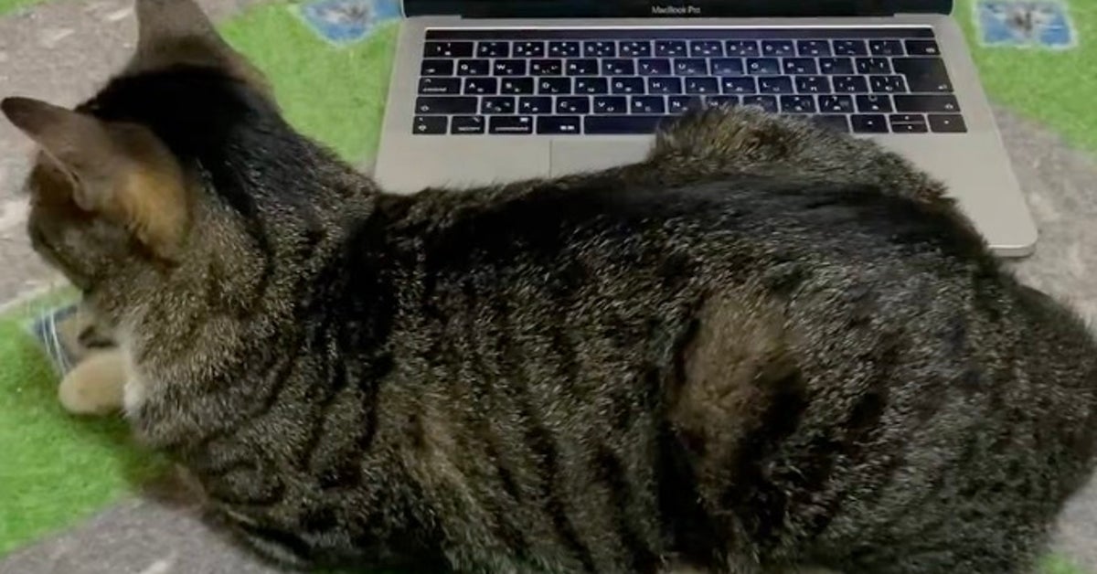 “無限ループする猫”にジョジョの最強スタンドを思い出す人続出。デジタル機器を駆使したアイデアに反響