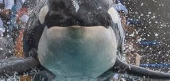 シャチとトレーナーが“完全シンクロ”ジャンプ！奇跡の一瞬に「神タイミング」「撮った人もすごい」