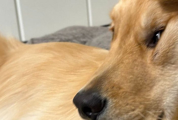 ホントにくつろげてる…？予想外な場所で休む愛犬の姿に2.5万「いいね」⇒「犬も液体だった！？」と驚愕