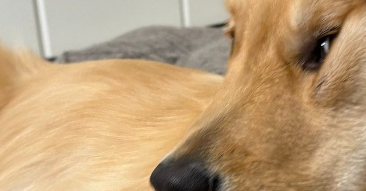 ホントにくつろげてる…？予想外な場所で休む愛犬の姿に2.5万「いいね」⇒「犬も液体だった！？」と驚愕