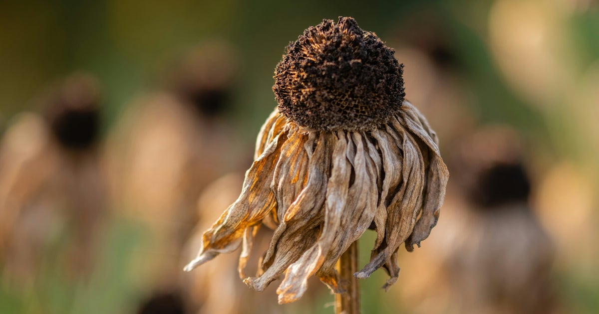UN Calls El Niño An 'Urgent Climate Warning': How The UK Could Fare