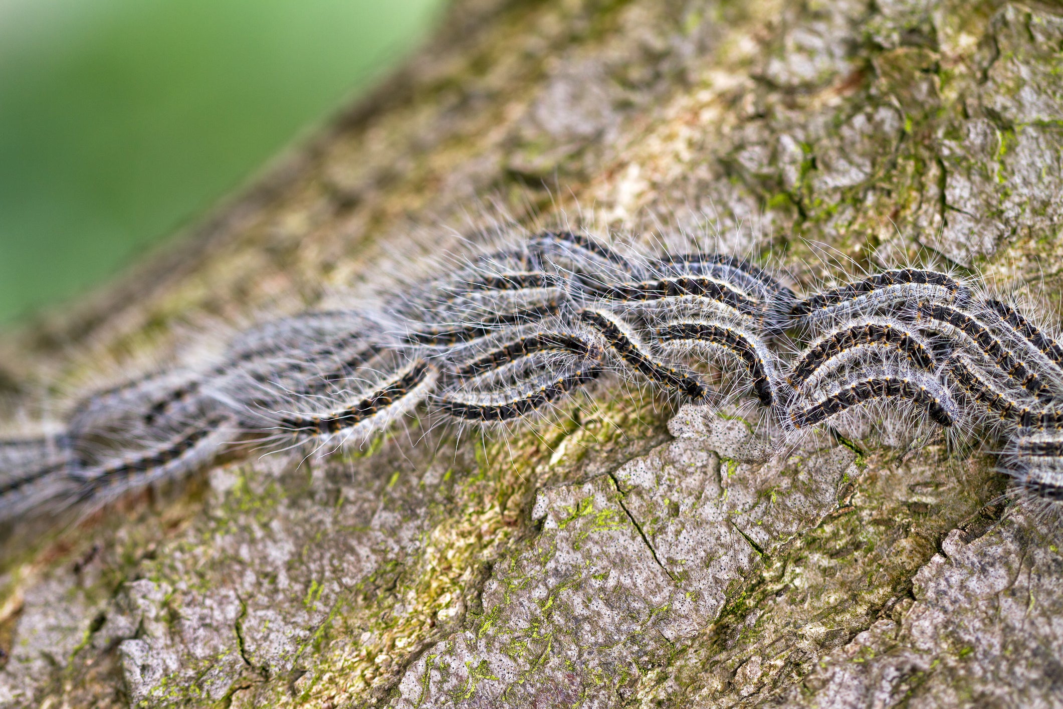 Government Issues Warning Not To Touch Caterpillar 'Under An