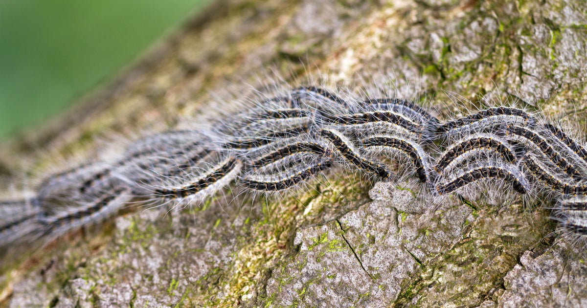 Government Issues Warning Not To Touch Caterpillar 'Under Any Circumstances'