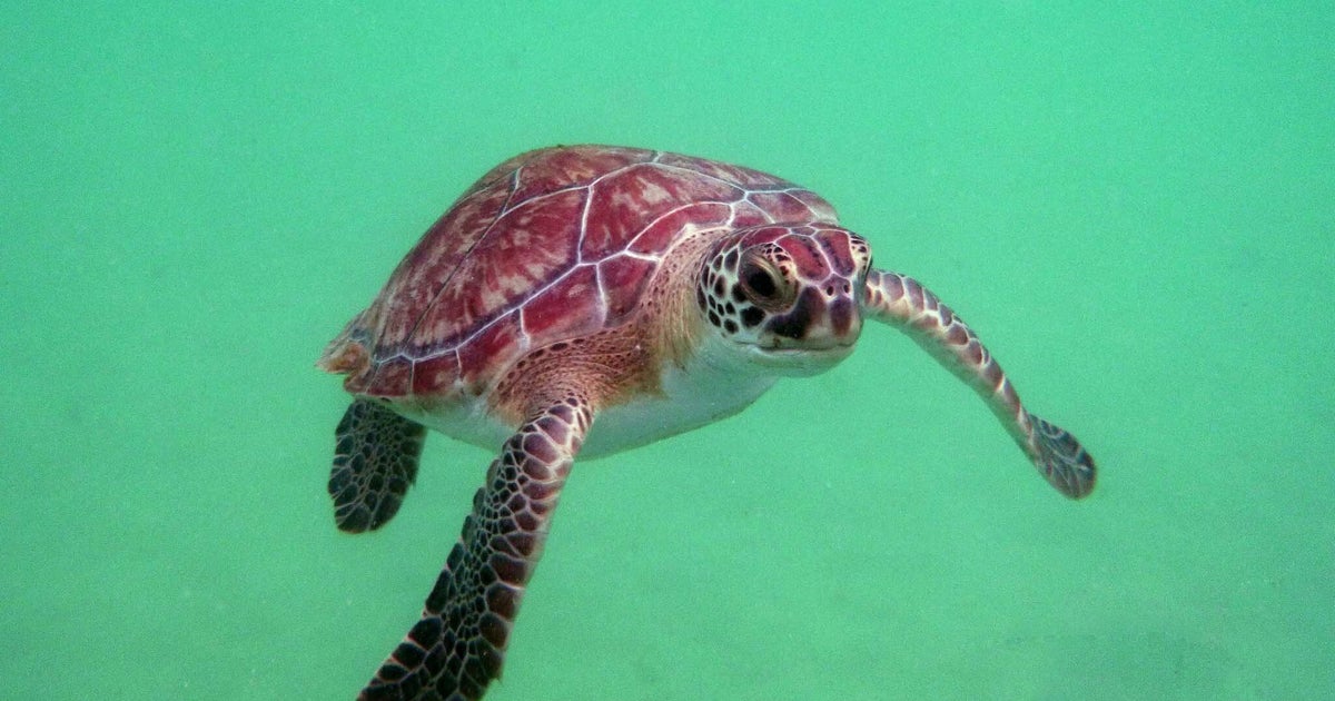 自主回収されるウミガメが賢すぎる⇒「飼育員の顔見てる」「スクールバスに乗る感覚」と感心の声