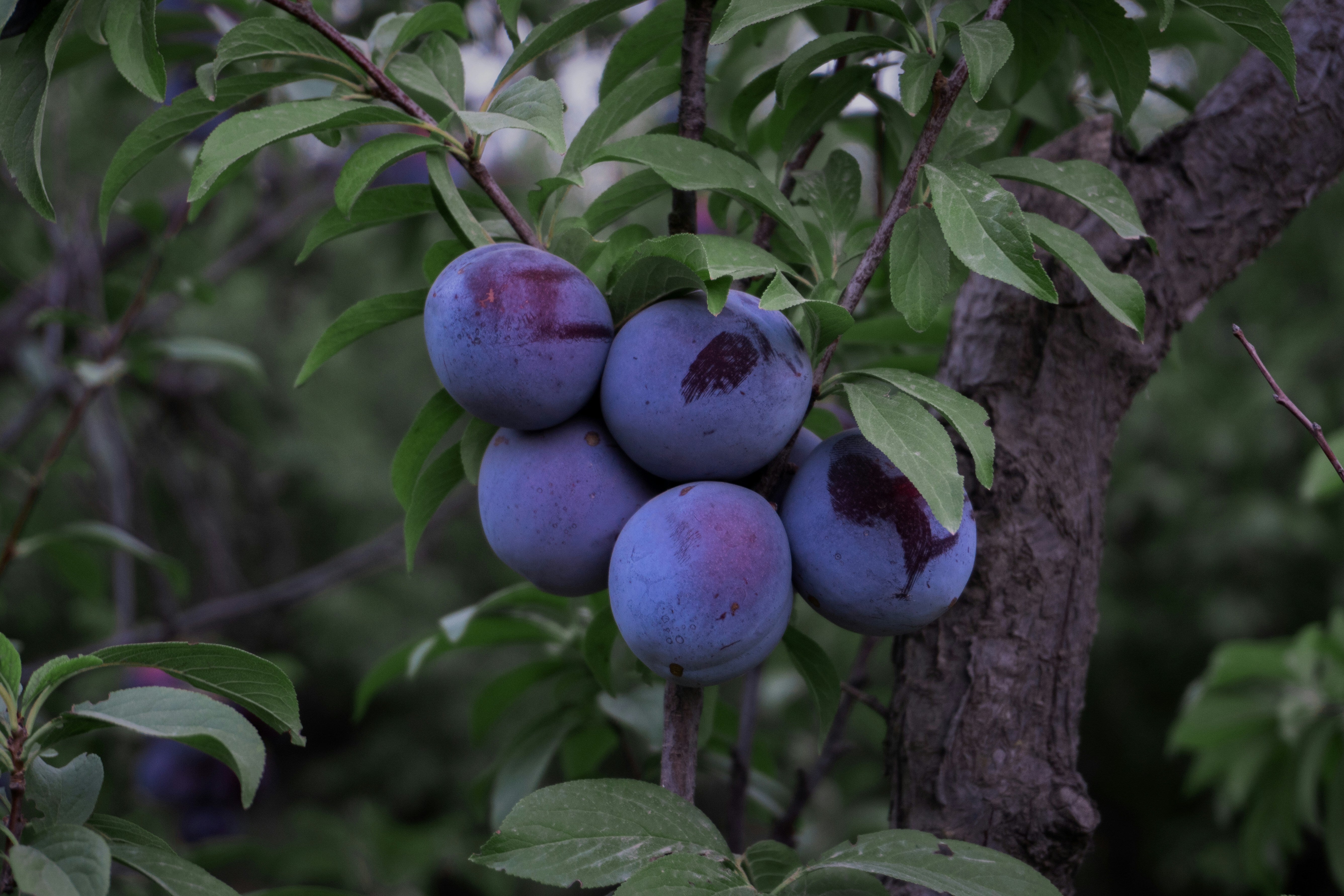 The Fruit Linked To Better Heart Health And Slower Brain Ageing
