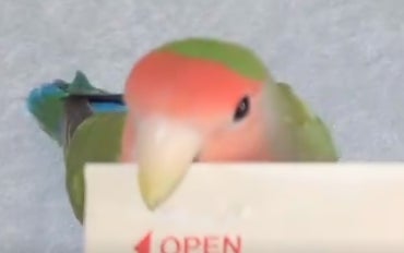 AIではありません！インコの凄技に「達人」「プロ」「良い仕事しますね」と驚きの声