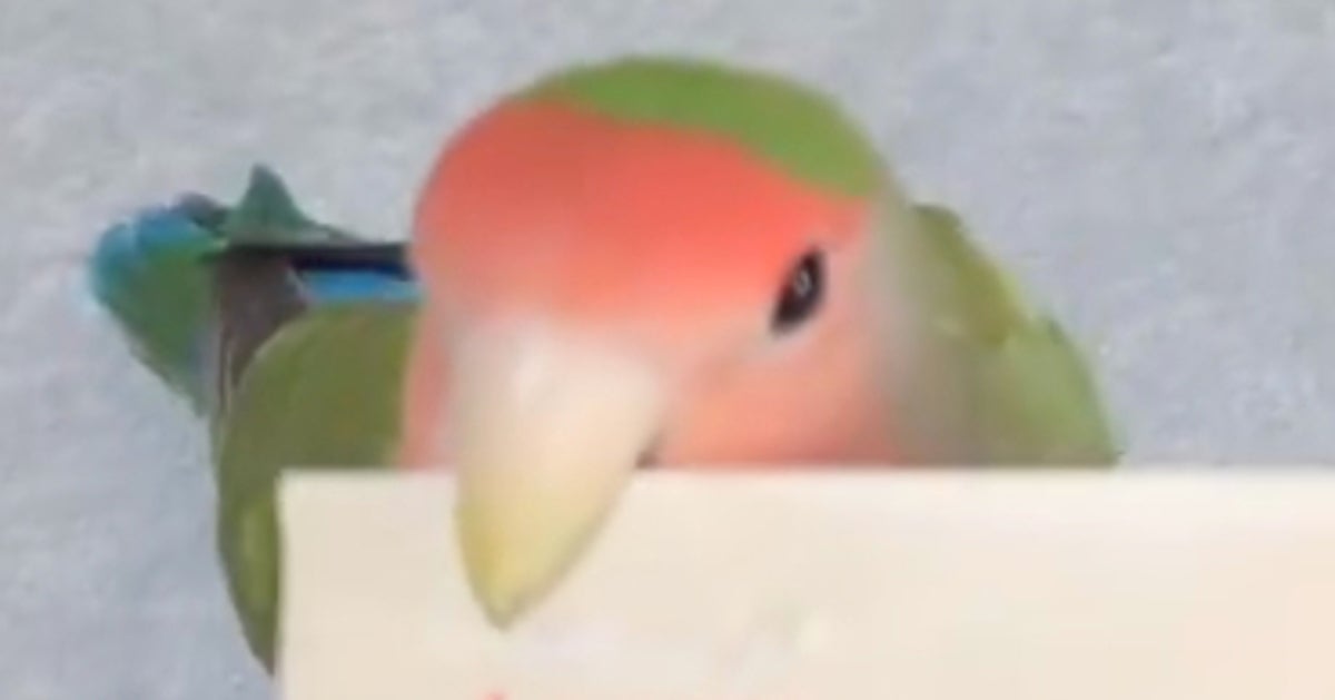 AIではありません！インコの凄技に「達人」「プロ」「良い仕事しますね」と驚きの声