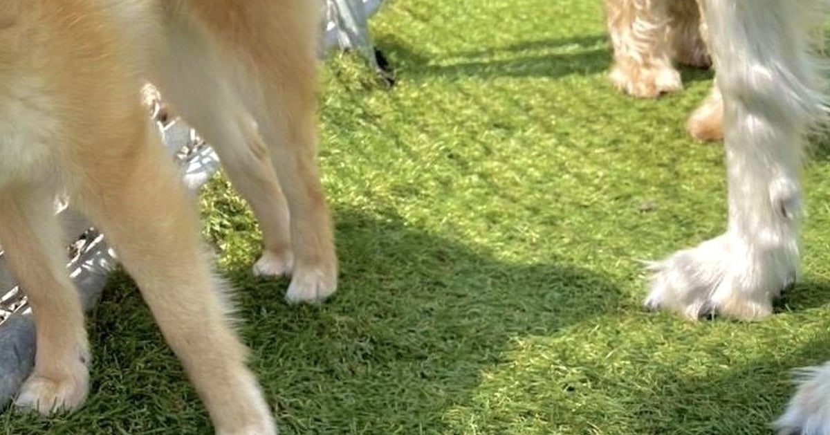 柴犬にグイグイ迫るボルゾイ⇨“ゼロ距離”の光景に「金網にめり込みそう」「は、鼻ドン…」の声