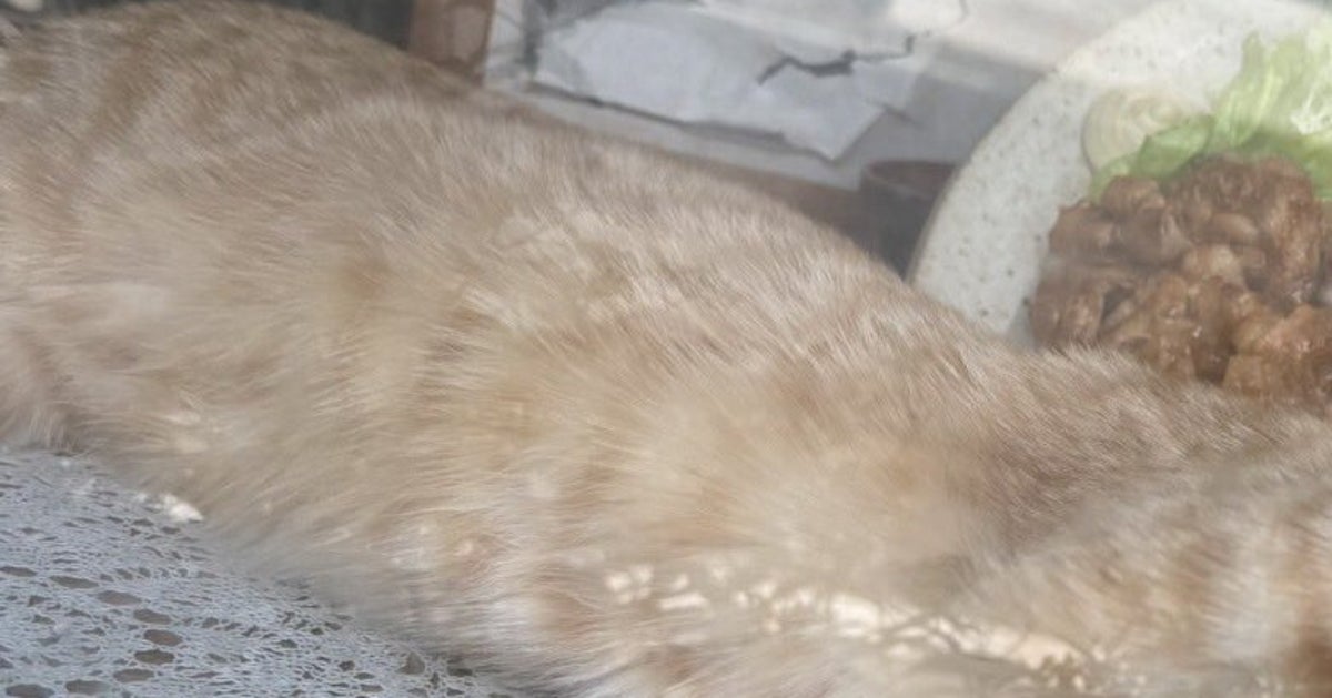 蕎麦屋のショーケースで“爆睡する”子猫⇨大胆ポーズに「大物になる」「美味しい夢でも見てる…？」