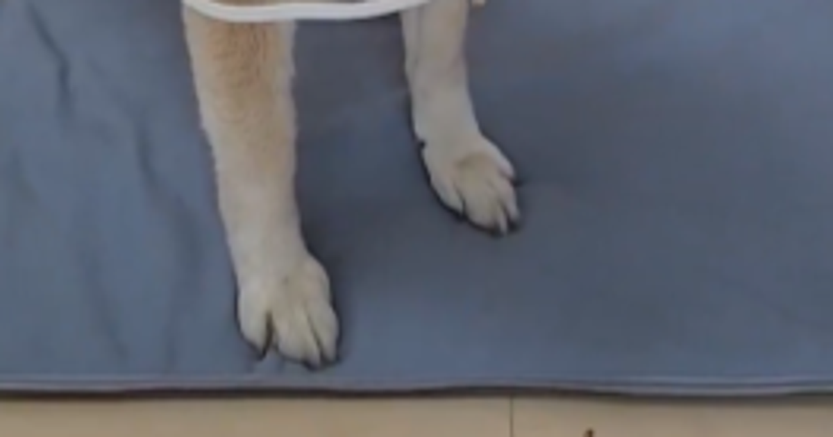 嵐の“伝説の衣装”でラストライブを応援する柴犬、可愛すぎる！⇨「爆笑とともに泣けた」「鮮明に思い出せる」と大反響