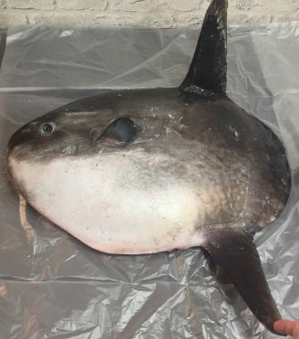 マンボウの丸っこい巨体、骨格標本にしてみたら...⇨「進化の謎」「防御力ゼロ」と大爆笑