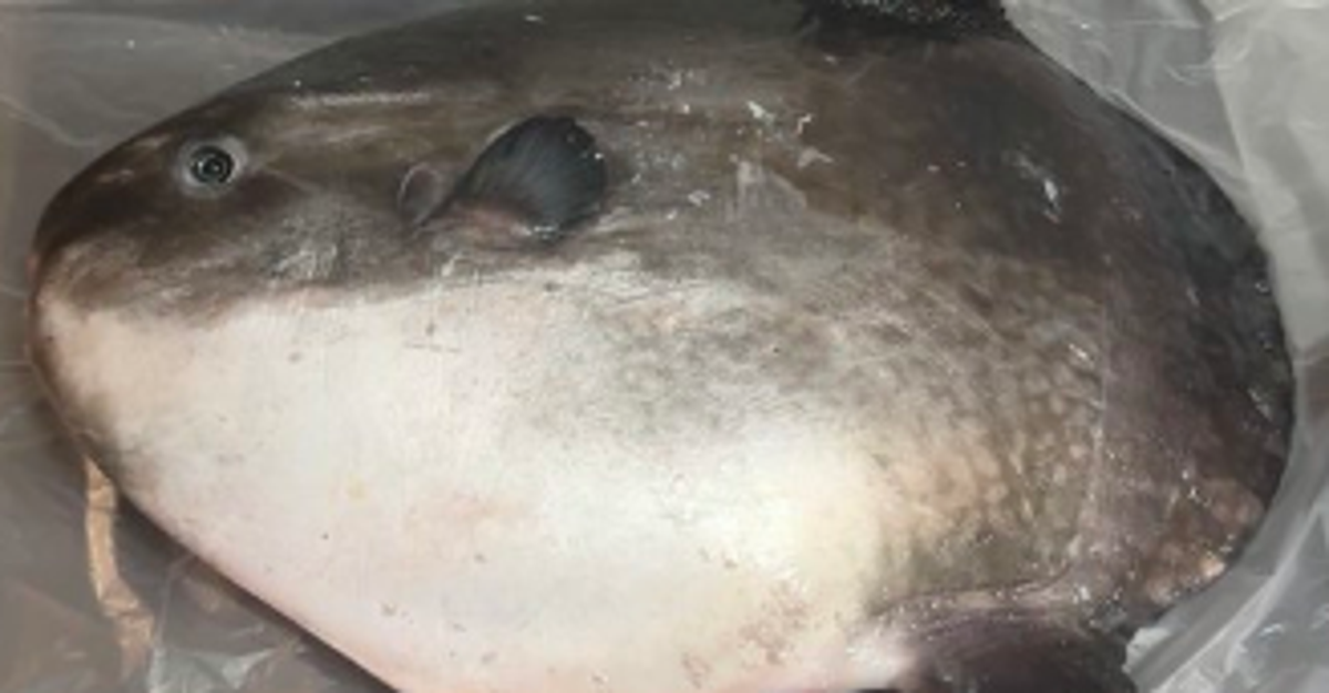 マンボウの丸っこい巨体、骨格標本にしてみたら...⇨「進化の謎」「防御力ゼロ」と大爆笑