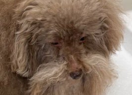 シャンプー中のプードル、別の犬種にしか見えない⇨「どちらさま？」「めちゃ若返ってる」と大爆笑