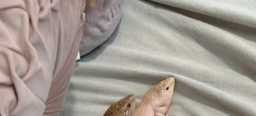 クッションの下で…トカゲ2匹の“奇跡のシンクロ姿”に反響⇨「習字のお手本みたい」「可愛すぎて滅」