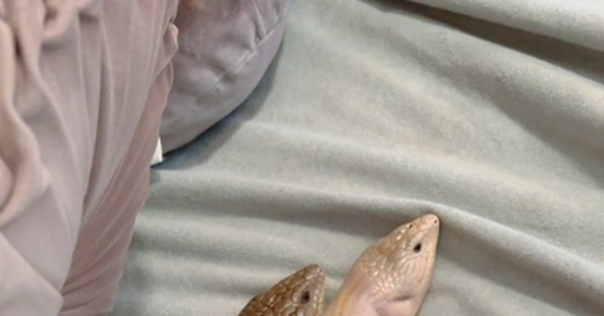 クッションの下で…トカゲ2匹の“奇跡のシンクロ姿”に反響⇨「習字のお手本みたい」「可愛すぎて滅」