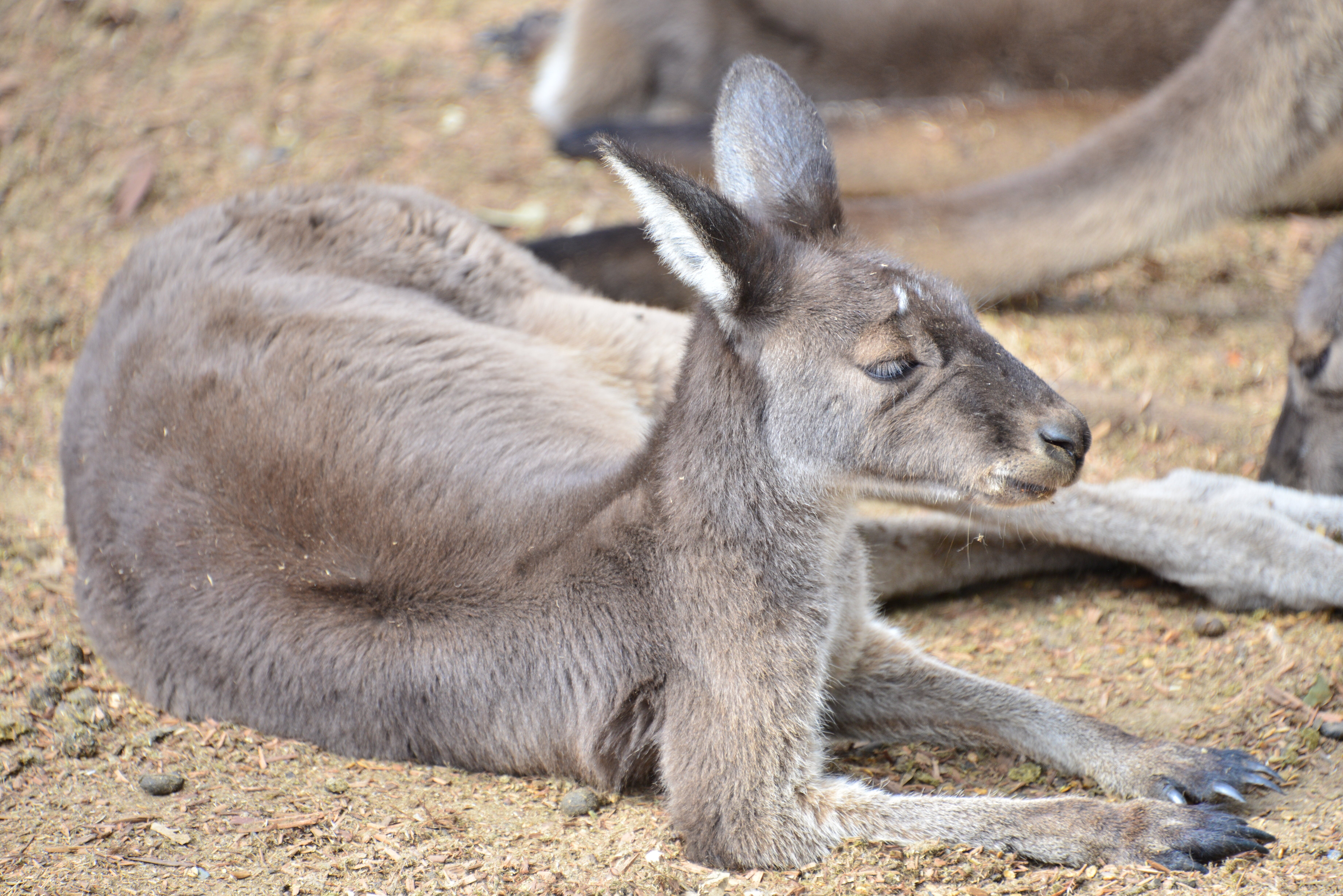 カンガルーが撫でられると嬉しい部分とは…？国内有数のカンガルー飼育施設が明かす