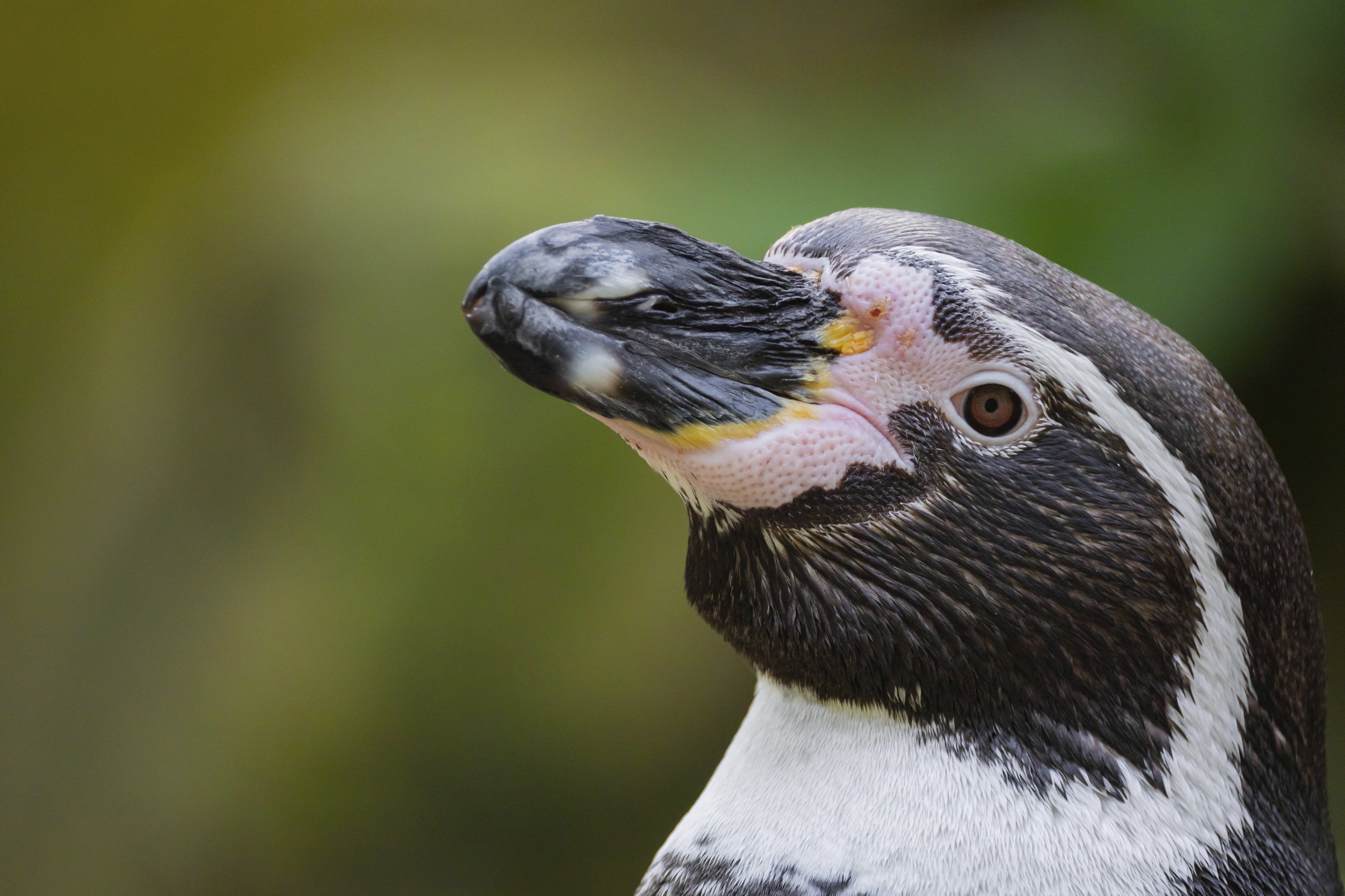 ペンギンがエサを探していたら…⇒まさかの場所に「後ろ後ろ！」「なんとまぁお見事」の声