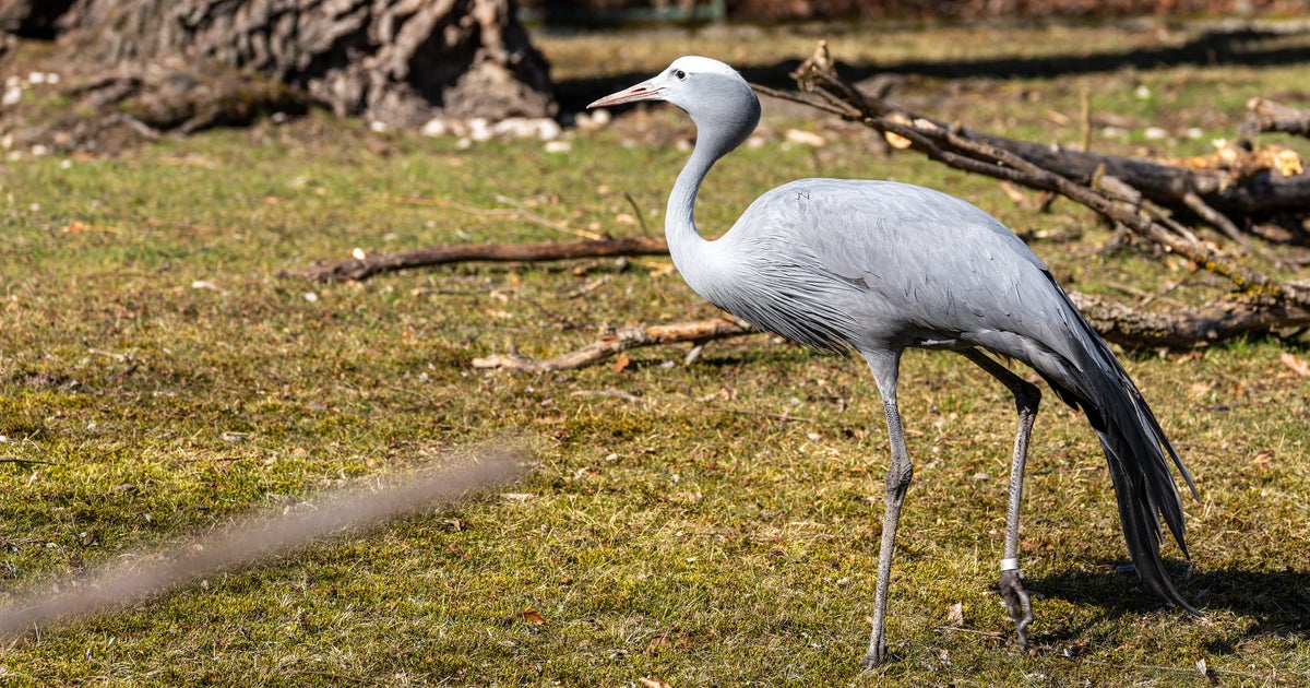 鹿児島の動物園、珍しい「ハゴロモヅル」を“タゴサク構文”で紹介⇨「えげつない内股に見えた」「たまらないお顔」