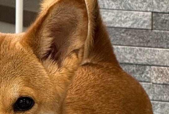 え…？柴犬…？シュッとしたスレンダーな姿に「先祖還りなのかな？」⇒「美しすぎる」とメロメロになる人続出
