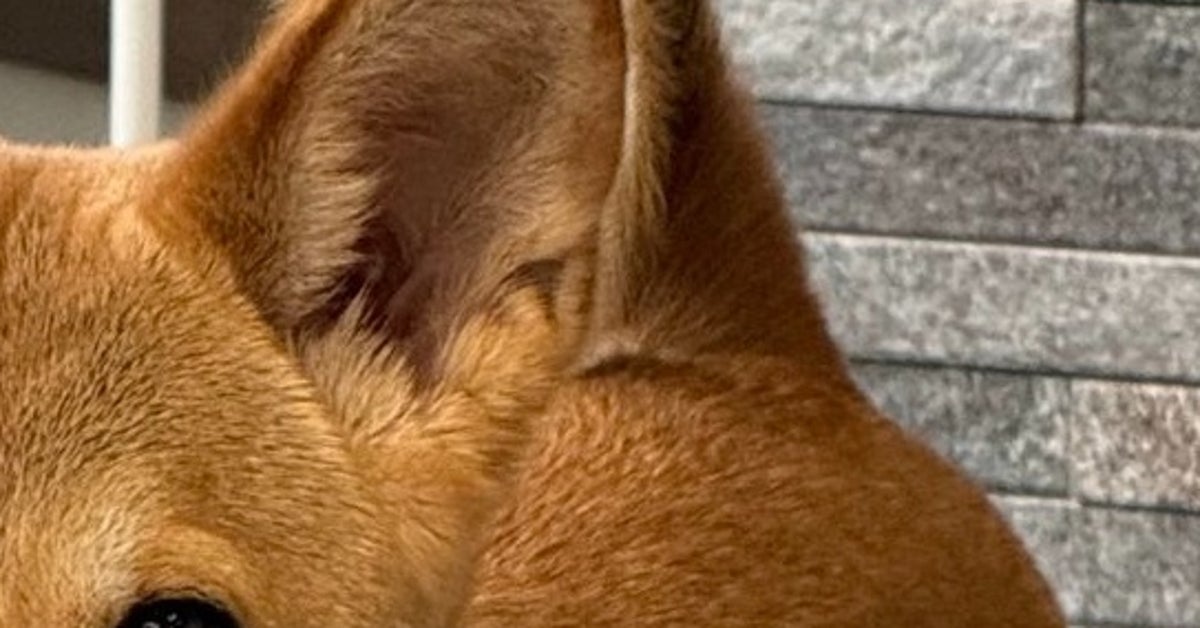 え…？柴犬…？シュッとしたスレンダーな姿に「先祖還りなのかな？」⇒「美しすぎる」とメロメロになる人続出