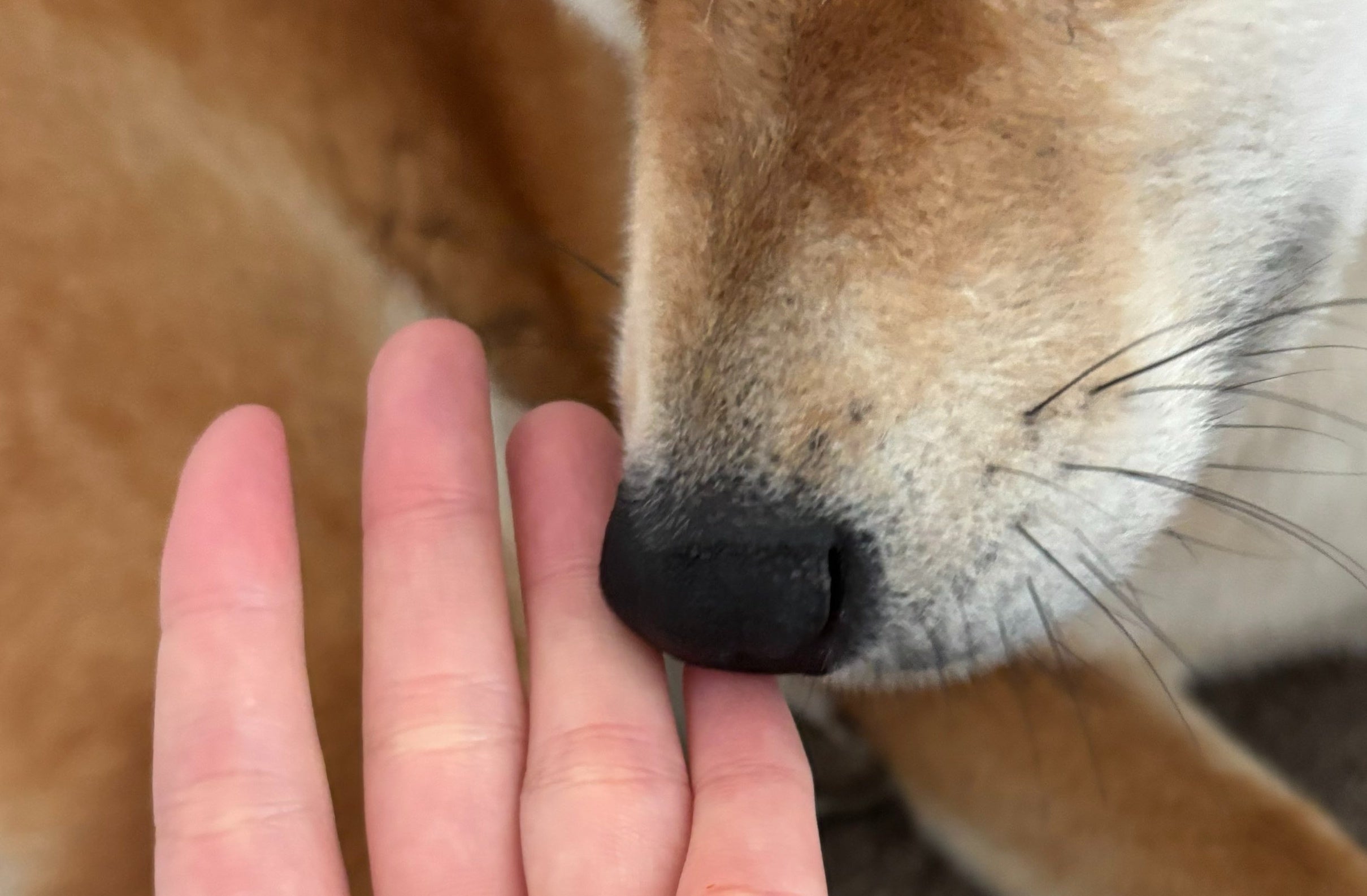 愛犬に煮干しをあげたら⇨“器用すぎる食べ残し”に「私より食べるの上手い」「見習いたい」と反響
