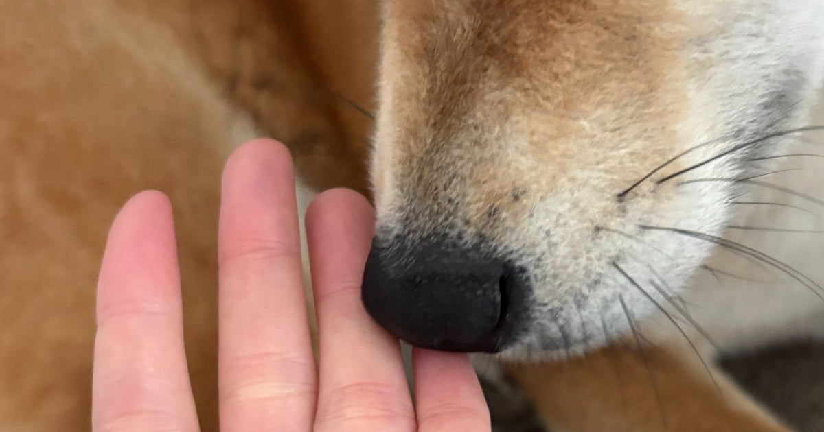 愛犬に煮干しをあげたら⇨“器用すぎる食べ残し”に「私より食べるの上手い」「見習いたい」と反響