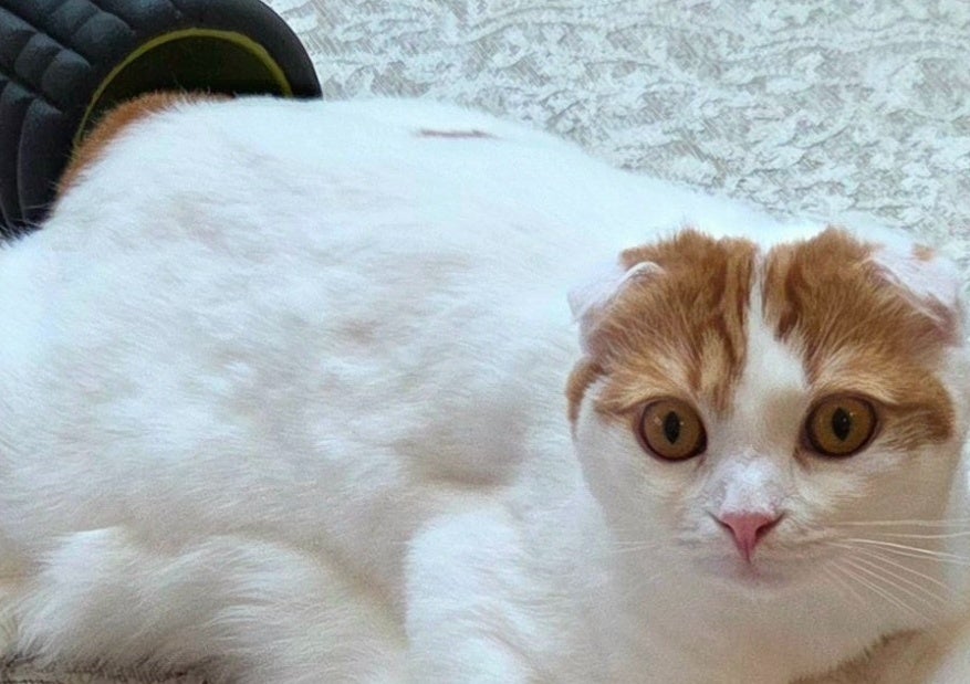 それ、座布団じゃないんよ…。猫が乗っている“モノ”の正体に「うちでもよくある光景」「声出たwww」と爆笑