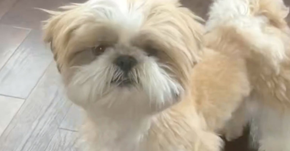 おやつをキャッチしたい愛犬⇨まさかの“横取り劇”に爆笑の嵐「探し続けてて不憫」「可哀想だけど大笑い」