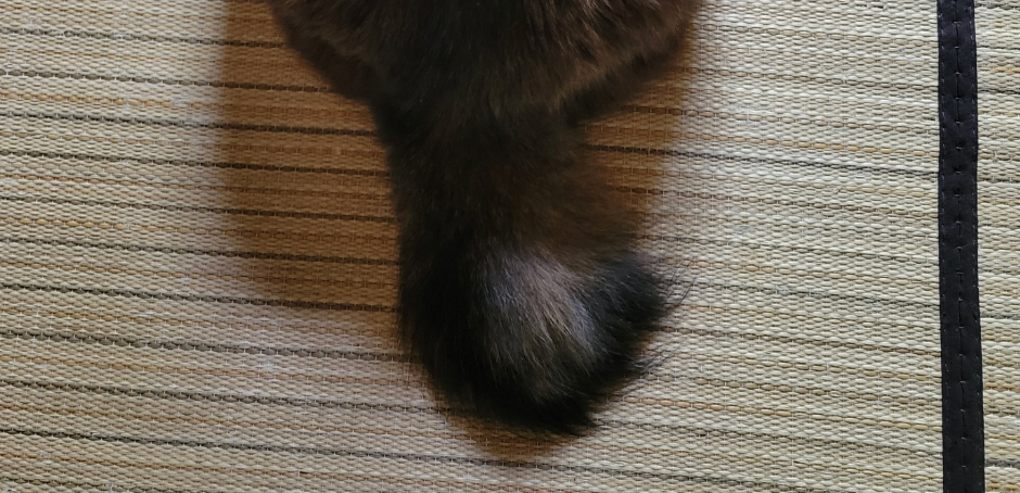 「さ！撫でろ！」愛猫の“催促”ポーズに「うちの子も全く同じことしてた」「大きな信頼が見える」と反響