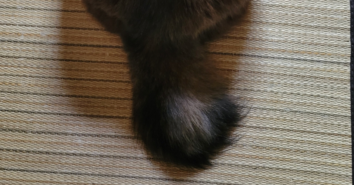 「さ！撫でろ！」愛猫の“催促”ポーズに「うちの子も全く同じことしてた」「大きな信頼が見える」と反響