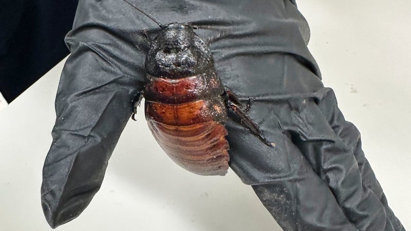 Cockroach Kingpin Caught With 100K Illegal Insects In Record Bug Bust